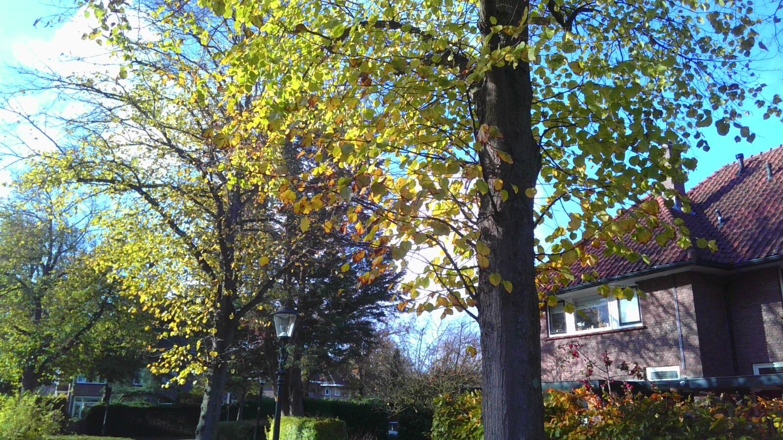 Groen boom stamopschot locatie Wassenaar 2