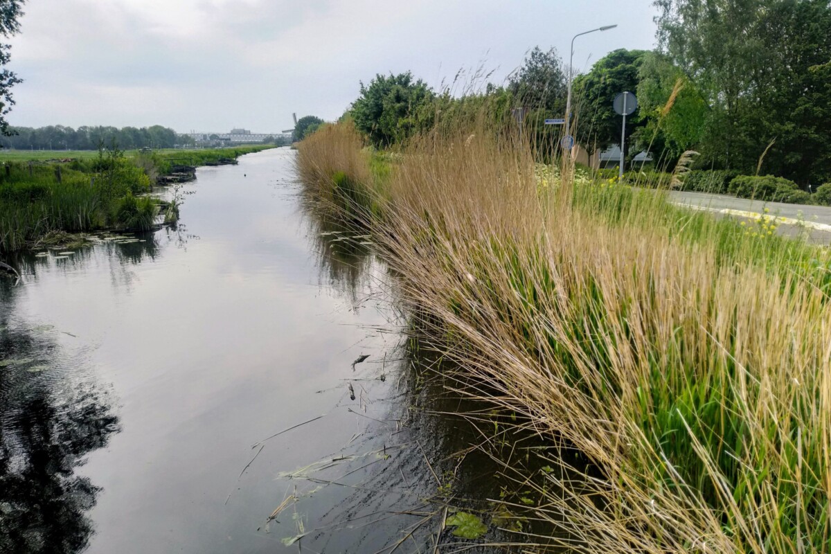Rietbeplanting langs oever locatie Aalsmeer